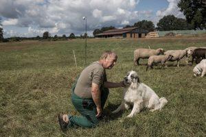 Οι λύκοι αυξάνονται στη Γερμανία - Αγρότες και περιβαλλοντολόγοι έρχονται αντιμέτωποι