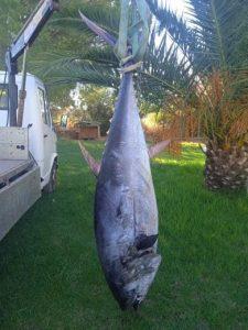 Φθιώτιδα: Ψαράδες έβγαλαν τόνο 100 κιλών