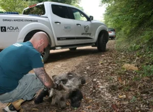 Φλώρινα: Αρκουδάκι βρέθηκε νεκρό με τραύμα από όπλο 