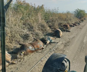 Κανιβαλισμός από γουρούνια που σώθηκαν στον πλημμυρισμένο Κοσκινά - Τρώνε το ένα το άλλο