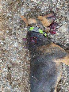 Νέα επίθεση λύκων: Κατασπάραξαν κυνηγόσκυλα στην Εορδαία 