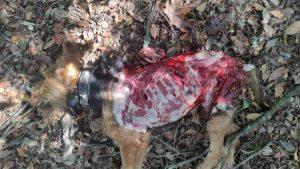 Θεσπρωτία: Λύκοι Κατασπάραξαν κυνηγόσκυλο 