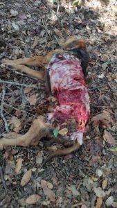 Θεσπρωτία: Λύκοι Κατασπάραξαν κυνηγόσκυλο