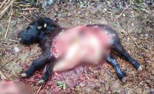 Επίθεση λύκου στις Σέρρες: Kατασπάραξε πόνυ