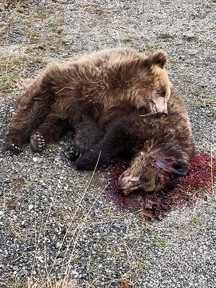 Πυροβόλησαν τρεις αρκούδες: Εντοπίστηκαν στην Εθνική Οδό Ιωαννίνων - Κοζάνης
