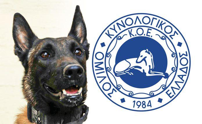 Κυνολογικός Όμιλος: Απειλούνται 6 ελληνικές ράτσες σκύλων!