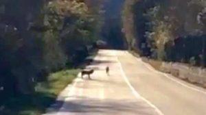 Λύκοι εισβάλλουν στις αστικές περιοχές της Σιένα 