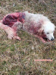 Λύκοι επιτέθηκαν και τραυμάτισαν σκύλο στο Δαφνώνα Ξάνθης
