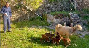 Πρόβατο γέννησε εφτά αρνιά στη Σαλαμάνγκα