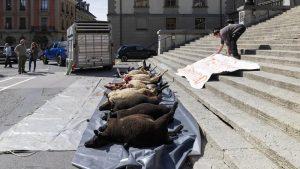 Λωζάνη: Πέταξαν νεκρά πρόβατα 